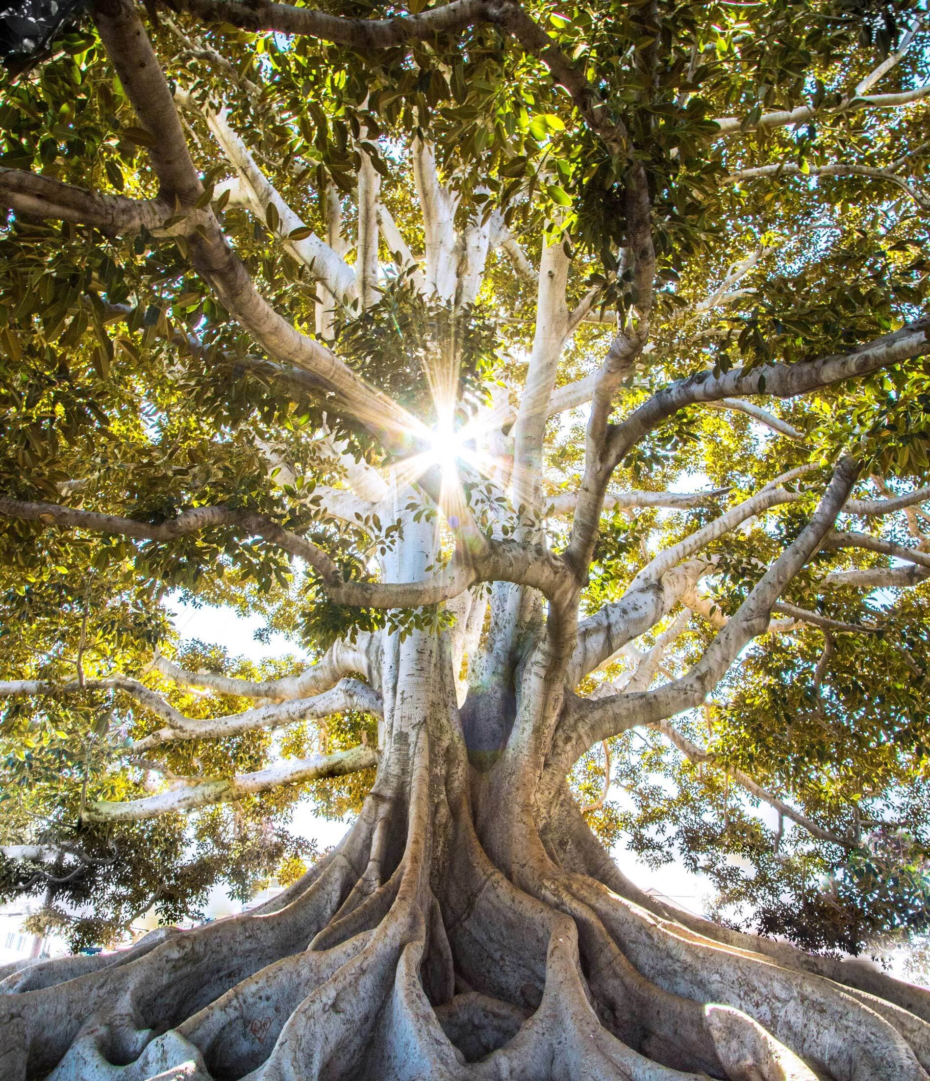 Tree with sunlight