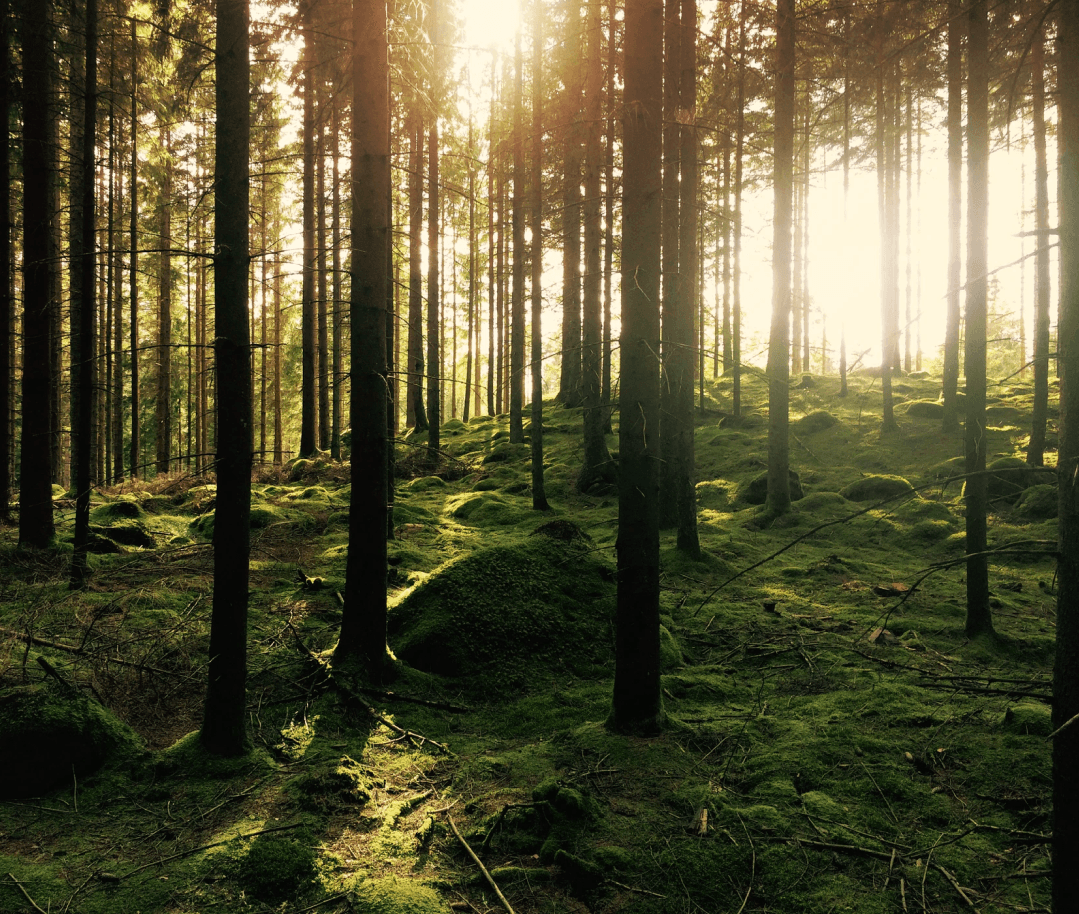 Forest with moss